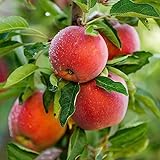200 pcs samen für apfelbaum bäume garten winterhart pflanze bohnenkraut apfel äpfel -...