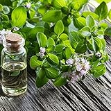 20 pcs oregano samen bio - heilkräuter samen plantura,Origanum vulgare, gemüsesamen...