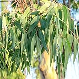 100 Stücke eukalyptus pflanze samen, baumsamen, geschenke für gartenfreunde (Eucalyptus...