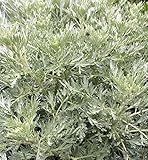 Eberraute Powis Castle - Artemisia abrotanum - Gartenpflanze