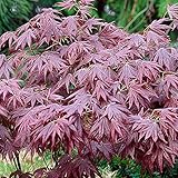 1 X ACER 'ATROPURPUREUM' LILANER JAPANISCHER AHORNBAUM STRAUCH GARTENPFLANZE IM TOPF