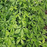 30 Pcs Jiaogulan Pflanze Samen - Gynostemma Pentaphyllum - Kräuterpflanzen,...