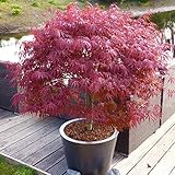 Pflanzen Kölle Japanischer Zwergahorn 'Peve Dave', palmatum, rotlaubig, 19 cm Topf