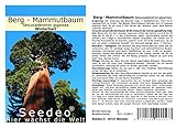 Seedeo® Berg - Mammutbaum (Sequoia. giganteum) 50 Samen