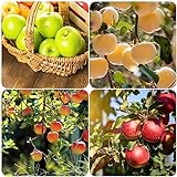 150 pcs samen für apfelbaum exotische früchte grünpflanzen apfel äpfel - Malus pumila...