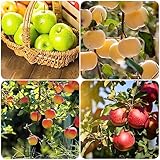 150 pcs samen für apfelbaum exotische früchte grünpflanzen apfel äpfel - Malus pumila...