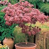 1 X ACER 'ATROPURPUREUM' LILANER JAPANISCHER AHORNBAUM STRAUCH GARTENPFLANZE IM TOPF