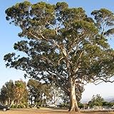 KONIC Eucalyptus Blue Gum - Eucalyptus Globulus - 100 Seeds