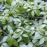 100 Pcs Jiaogulan Pflanze Samen - Gynostemma Pentaphyllum - Kräuterbeet Für Die Küche,...