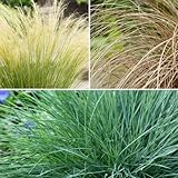 Plant in a Box - Ziergräser Paket - 6er Set - Stipa, Festuca und Carex Gräser - Topf...