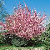 Prunus serrulata Kanzan auf Stamm - Japanische Nelkenkirsche, Höhe: 180-190 cm + Dünger