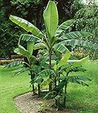 BALDUR Garten Winterharte Bananen 'grün', 1 Pflanze, Faserbanane Bananenbaum Musa basjoo...