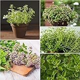 50 pcs oregano samen bio - gemüsesamen dekopflanzen,Origanum vulgare, herbs gewächshaus...