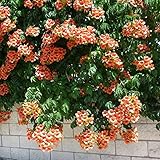 Gardeners Dream Trompetenblume Campsis Radicans - Winterharte Blühende Kletterpflanzen -...