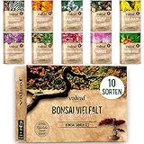 10 Bonsai Samen aus 5 Kontinenten I Exotische Baum Samen für deinen einzigartigen Bonsai...