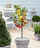 Plant in a Box - Trio-Apfelbaum - 3 Apfelsorten an 1 Baum - Topf 17cm - Höhe 60-70cm -...